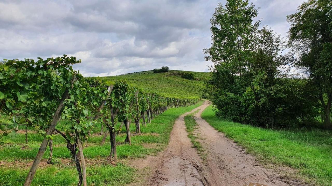 Duplex Le 12 - Avec Terrasse Dans Le Vignoble - 5 Mn Du Centre De Colmar Apartamento